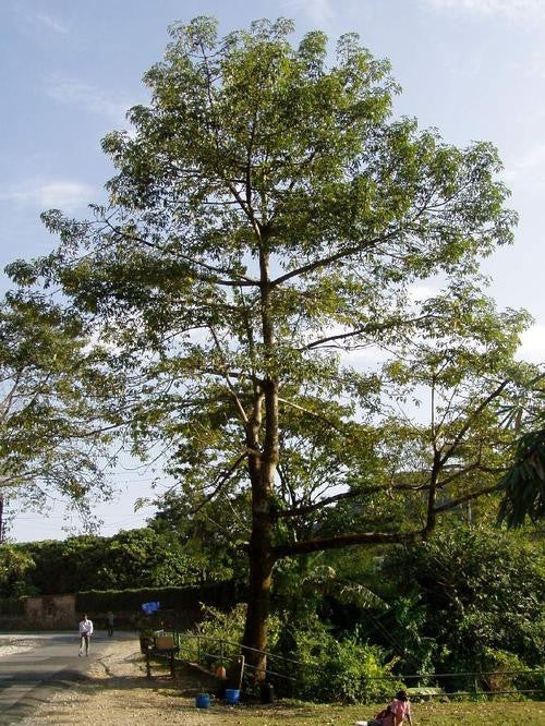 Red Silk Cotton Tree Exotic Tree - Bombax Ceiba - 5 Seeds