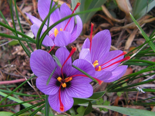 Saffron Exotic Bulbs - Crocus Sativus