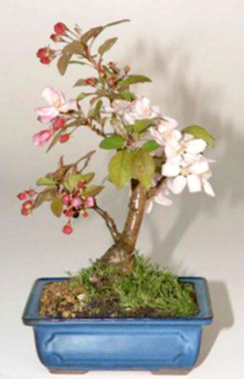 Sargents Crab Apple Bonsai - Malus Sargentii - 5 Seeds