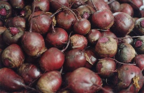 Detroit Dark Red Beetroot - Beta Vulgaris - 100 Seeds