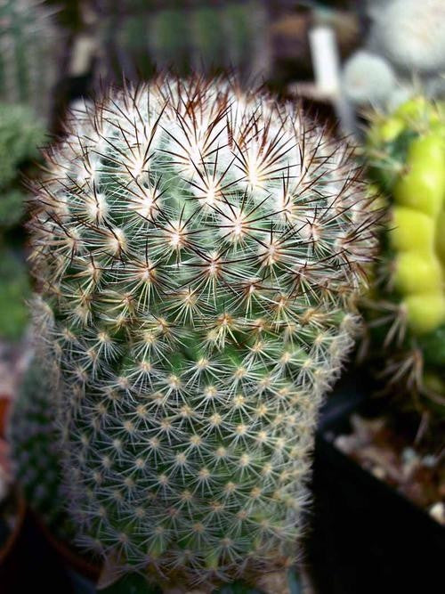 Pediocactus Simpsonii Exotic Cacti - 5 Seeds