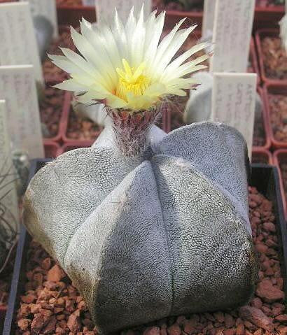 Astrophytum Coahuilense Exotic Cacti - 5 Seeds