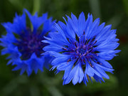 Blue Boy Bachelor Buttons Annual - Centaurea Cyanus - 100 Seeds