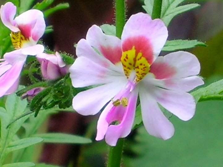 Butterfly Orchid / Poor Mans Orchid Annual - Schizanthus Pinnatus - 50 Seeds