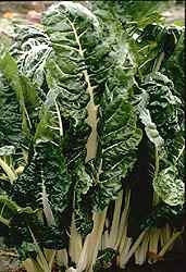 Fordhook Giant Swiss Chard - Beta Vulgaris var. cicla - 50 Seeds