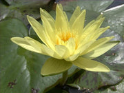 Yellow Water Lily  - Nymphaea Eldorado - 5 Seeds