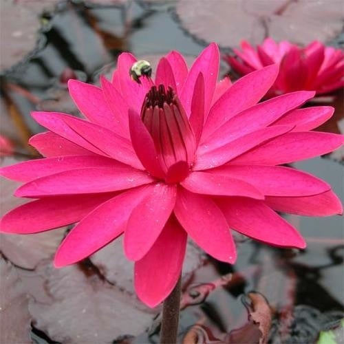 Red Night Water Lily Aquatic - Nymphaea Red Flare - 5 Seeds