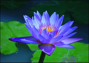 Blue Water Lily Aquatic - Nymphaea Caerulea - 5 Seeds