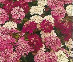 Candytuft Dwarf Mix Annual - Iberis Umbellata - 100 Seeds