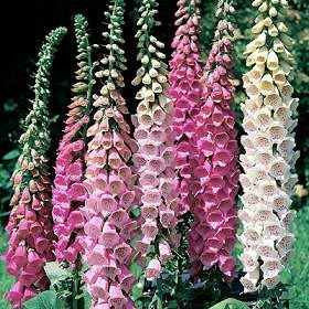 Foxglove Excelsior Perennial - Digitalis Purpurea - 100 Seeds