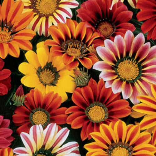 Gazania Sunshine Hybrids Indigenous Perennial - Gazania Rigens - 10 Seeds