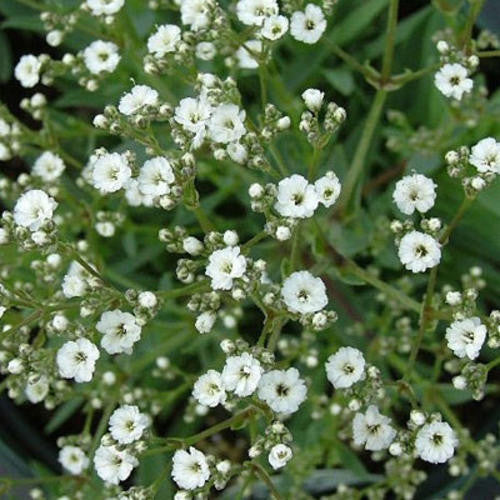 Gypsophila Baby's Breath Perennial - Gypsophila Paniculata - 100 Seeds