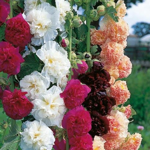 Hollyhock Chaters Double Perennial - Alcea Rosea - 10 Seeds