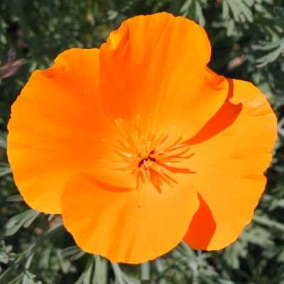 Poppy California Singles Annual - Eschscholzia Californica - 100 Seeds
