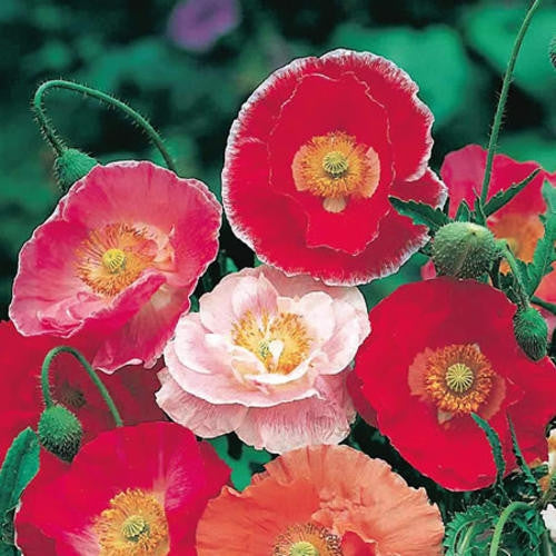 Poppy Shirley Doubles Annual - Papaver Rhoeas - 1000 Seeds