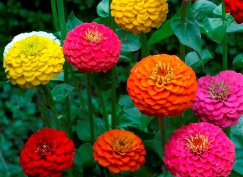 Zinnia Dwarf Lilliput Annual - Zinnia Elegans - 25 Seeds