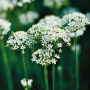 Garlic Chives Culinary - Allium Schoenoprasum - 25 Seeds