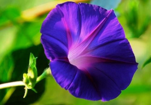 Grandpa Ott Morning Glory Climbing Vine - Ipomoea Tricolor - 5 Seeds