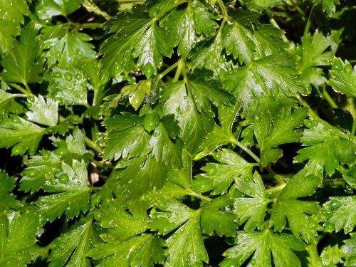 Plain Flat Leaf Italian Parsley Culinary - Petroselinum Crispum - 150 Seeds