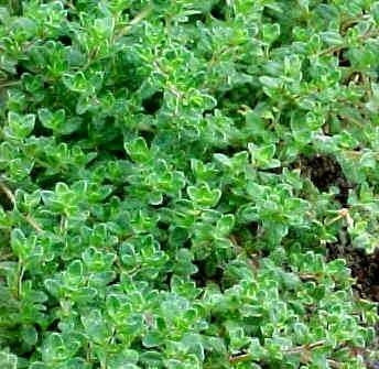 Thyme Culinary - Thymus Vulgaris - 100 Seeds