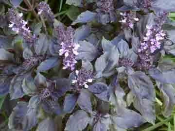 Red Basil Culinary - Dark Opal Basil - Ocimum Basilicum - 25 Seeds