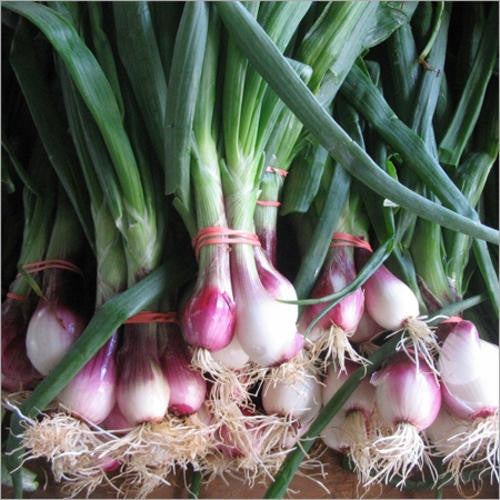 Bunching Onion Spring Onion - Allium Fistulosum - 50 Seeds