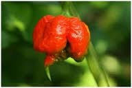 Trinidad 7 Pod Chilli Pepper - Capsicum Chinense - 5 Seeds