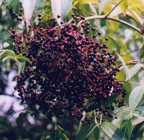 American Elderberry Exotic Fruit Tree - Sambucus Canadensis - 10 Seeds
