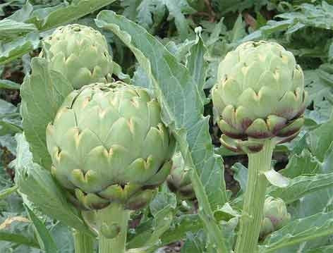 Green Globe Artichoke - Cynara Scolymus - 25 Seeds