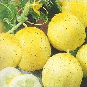 Lemon Cucumber - Cucumis Sativus - 20 Seeds