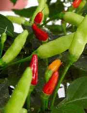 Tabasco / Tobasco Chilli Pepper - Capsicum Frutescens - 10 Seeds