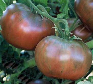 Cherokee Purple Tomato - Lycopersicon Esculentum - 10 Seeds
