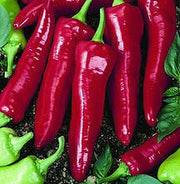 Numex Big Jim Chilli Pepper - Capsicum Frutescens - 10 Seeds