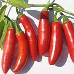 Serrano Chilli Pepper - Capsicum Annuum - 30 Seeds