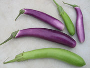 Long Purple Eggplant - Solanum Melongena var. Esculentum - 40 Seeds