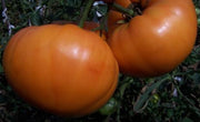Amana Orange Tomato - Lycopersicon Esculentum - 5 Seeds