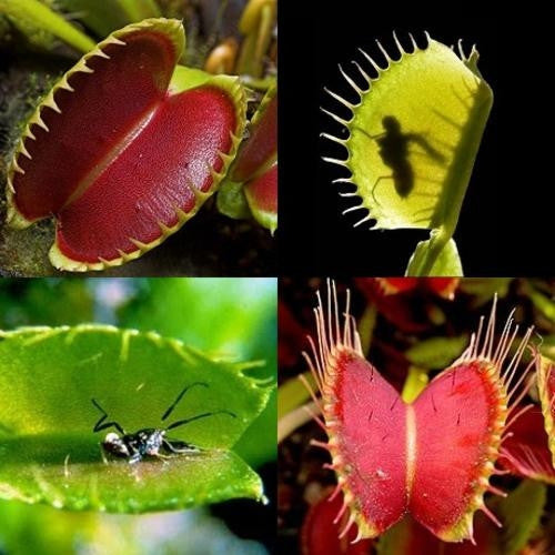 Venus Flytrap - Dionaea Muscipula - Carnivorous Plant Seeds