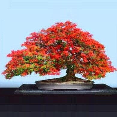 Delonix Regia - Royal Poinciana - Flamboyant Tree - Exotic Tree - 10 Seeds