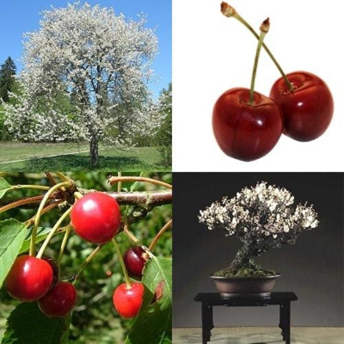 Mazzard Cherry - Prunus Avium - Exotic Fruit Tree - 5 Seeds