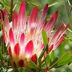 Protea Repens - Sugarbush - South African Protea Shrub - 5 Seeds