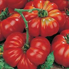 Costoleto Genovese Tomato - Lycopersicon Esculentum - Vegetable - 5 Seeds