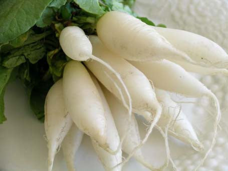 White Icicle Radish - Raphanus Sativus - Vegetable - 50 Seeds - ORGANIC