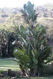 Strelizia Nicolai Evergreen Tree - Natal Wild Banana - Great White Bird of Paradise - Seeds