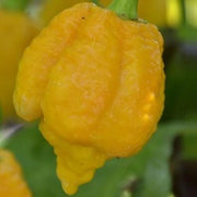 Yellow Trinidad 7 Pod  - Capsicum Chinense - Super Hot Chilli Pepper - 5 Seeds