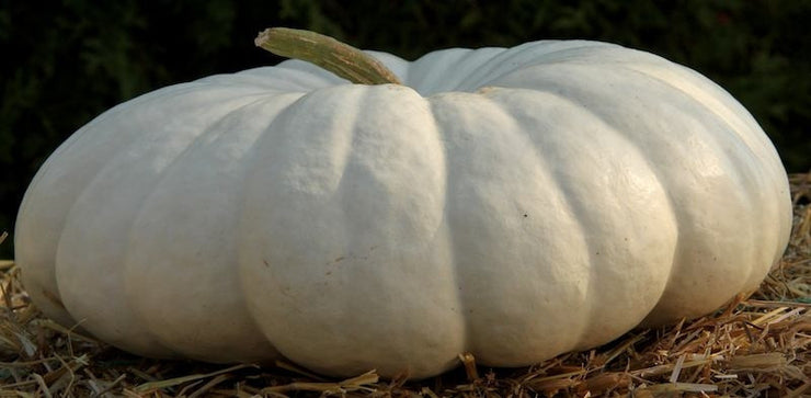 Flat White Boer Pumpkin  - Cucurbita Maxima - Vegetable - 10 Seeds