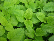 Lemon Balm Culinary - Melissa Officinalis - Herb - 50 Seeds