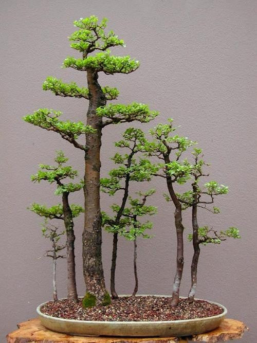 Siberian Elm - Bonsai - Ulmus Pumila - 5 Seeds