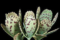 Penwiper Plant - Indigenous Succulent - Kalanchoe Marmorata - 10 Seeds