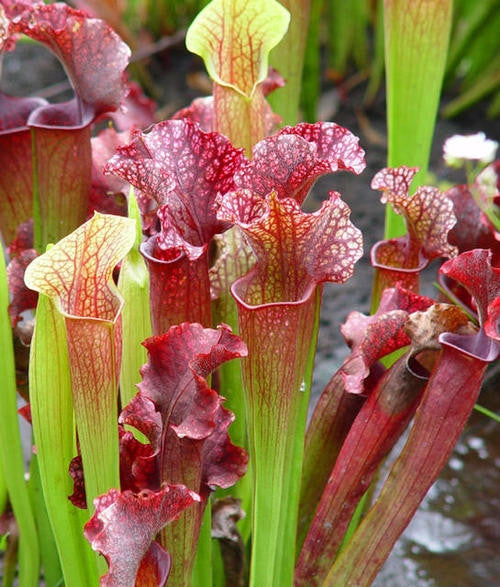 Southern Purple Pitcher - Carnivorous Plant - Sarracenia purpurea - 5 Seeds