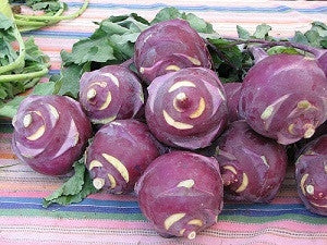 Purple Vienna Kohlrabi - Vegetable - Brassica Olercacea var. Gongylodes - 100 Seeds